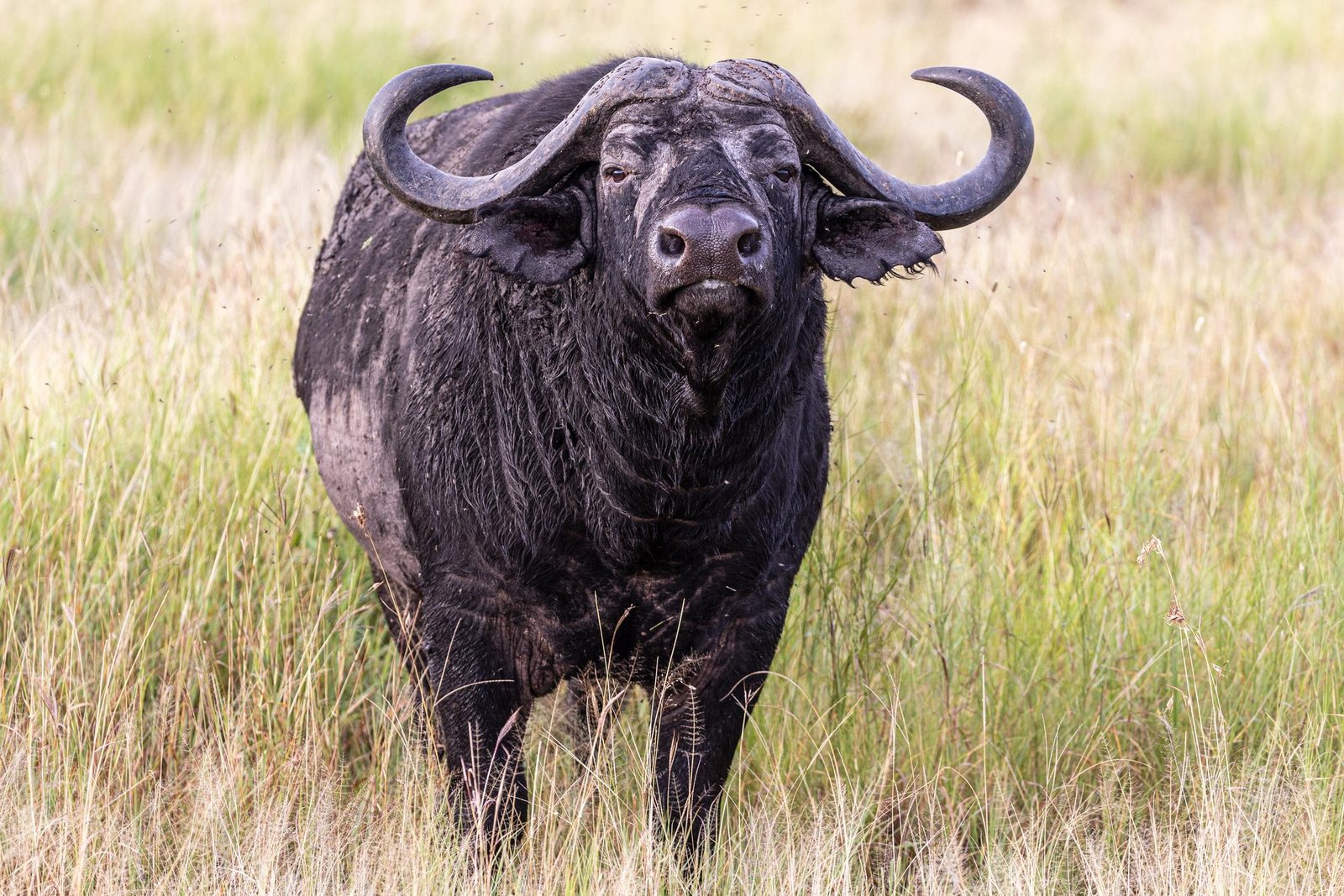 Buffalo
